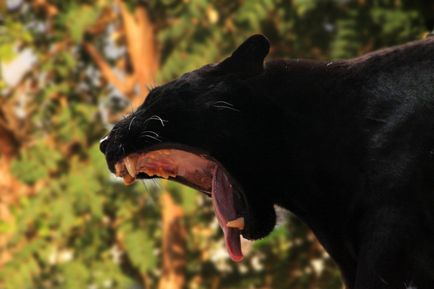 Чорна пантера-привид ночі з священного лісу