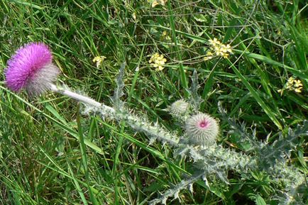 Thistle, buruieni neobișnuite, pantikapei