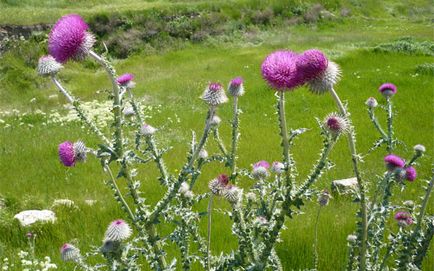 Thistle, buruieni neobișnuite, pantikapei