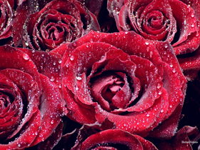 Щоб троянди довше стояли як зберегти троянди довше у вазі як зберегти букет троянд