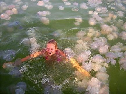 Ce să faci cu meduze în Marea Neagră, pantikapei