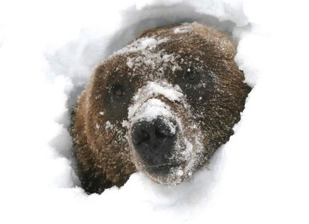 Що нам відомо про сплячці тварин взимку