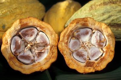 Minunate proprietati de unt de cacao, aplicarea untului de cacao de cosmetologie