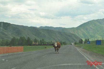 Autostrada Chuisky de la Shebalino, prin Seven Pass, până la atracțiile și fotografiile din Chike-Taman