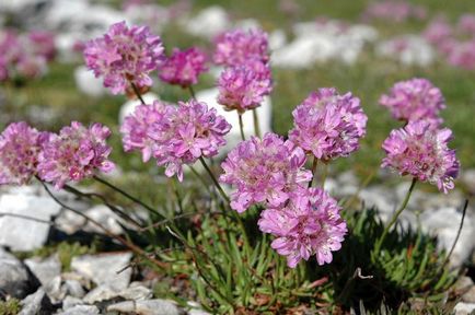 Armeria plantarea de flori și de îngrijire în câmp deschis, în creștere din semințe