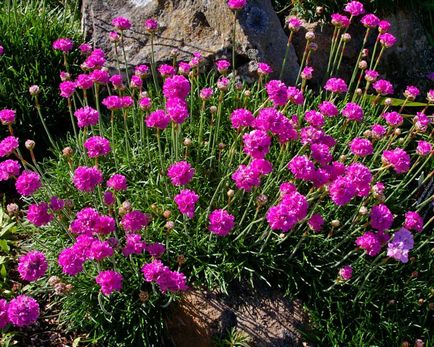 Armeria plantarea de flori și de îngrijire în câmp deschis, în creștere din semințe