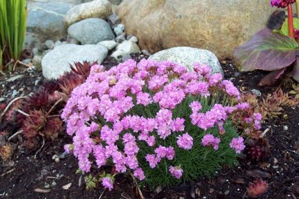 Armeria plantarea de flori și de îngrijire în câmp deschis, în creștere din semințe