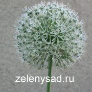 Decoratiuni decorative de arc sau allium si ingrijire