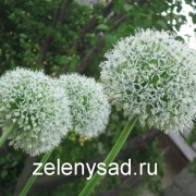 Decoratiuni decorative de arc sau allium si ingrijire