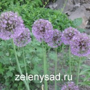 Decoratiuni decorative de arc sau allium si ingrijire