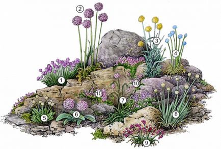 Dísznövény hagyma - Allium ültetés és gondozás