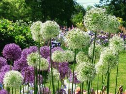 Specii de arc decorativ, plantare și îngrijire pentru alergie, grădinar de zi