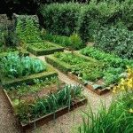Specii de arc decorativ, plantare și îngrijire pentru alergie, grădinar de zi