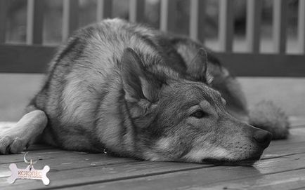 Depresszió a kutyák - nem egy mítosz, hanem valóság