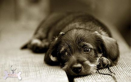 Depresszió a kutyák - nem egy mítosz, hanem valóság