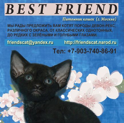 Distribuitori Devon Rex și crescători privați