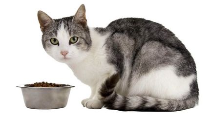 Este alimentatia pisica sanabel buna?