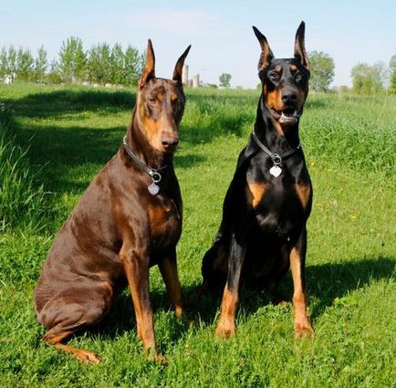 Descrierea și descrierea Doberman a rasei, costul catelului și fotografiile lui