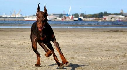 Descrierea și descrierea Doberman a rasei, costul catelului și fotografiile lui