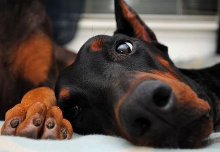 Descrierea și descrierea Doberman a rasei, costul catelului și fotografiile lui