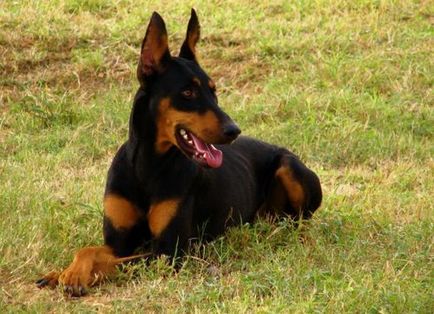 Descrierea și descrierea Doberman a rasei, costul catelului și fotografiile lui