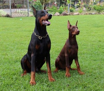 Descrierea și descrierea Doberman a rasei, costul catelului și fotografiile lui