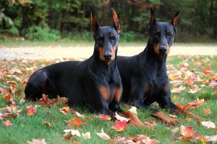 Descrierea și descrierea Doberman a rasei, costul catelului și fotografiile lui