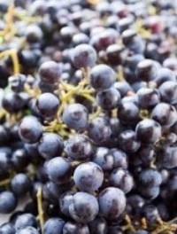 Домашнє вино з винограду Ізабелла