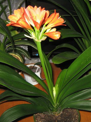 Kezdőlap Virág Clivia fotó fajták, hogyan kell nézni otthon, tenyésztési növények