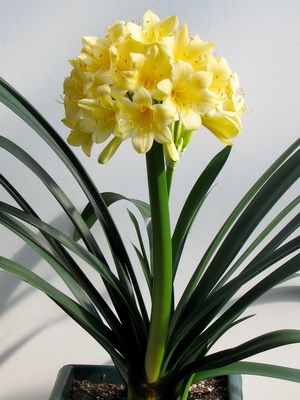 Kezdőlap Virág Clivia fotó fajták, hogyan kell nézni otthon, tenyésztési növények