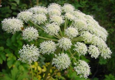 Angelica officinalis 1