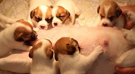 Jack Russell Terrier sarcină și naștere, fotografii și clipuri video