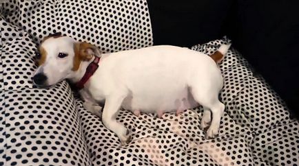 Jack Russell terrier terhesség és a szülés, fotó és videó