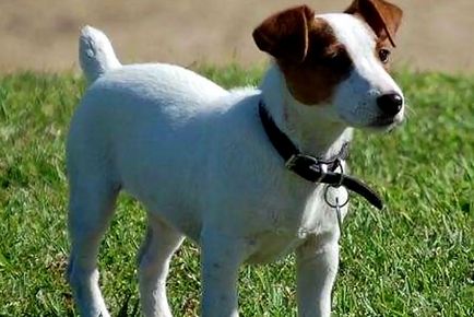 Jack Russell terrier terhesség és a szülés, fotó és videó