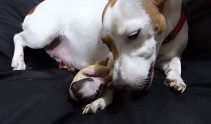 Jack Russell terrier terhesség és a szülés, fotó és videó