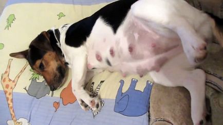 Jack Russell Terrier sarcină și naștere, fotografii și videoclipuri