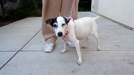 Jack Russell terrier terhesség és a szülés, fotó és videó