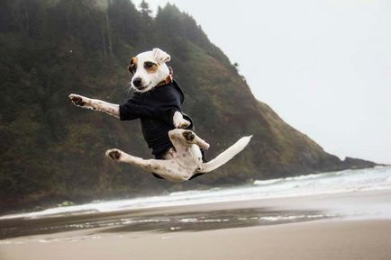 Jack Russell Terrier fotografie, descrierea rasei, natură și prețuri