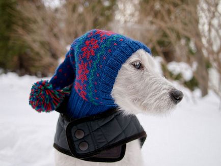 Jack Russell Terrier fotografie, descrierea rasei, natură și prețuri