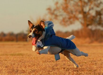 Jack Russell Terrier fotografie, descrierea rasei, natură și prețuri