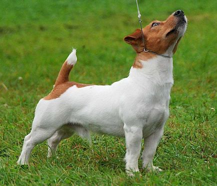 Jack Russell Terrier fotografie, descrierea rasei, natură și prețuri