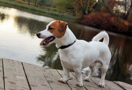 Jack Russell Terrier fotografie, descrierea rasei, natură și prețuri
