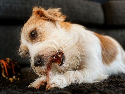 Jack Russell Terrier fotografie, descrierea rasei, natură și prețuri