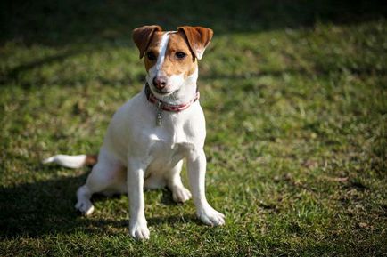 Jack Russell Terrier fotografie, descrierea rasei, natură și prețuri