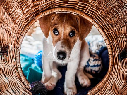 Jack Russell Terrier fotografie, descrierea rasei, natură și prețuri