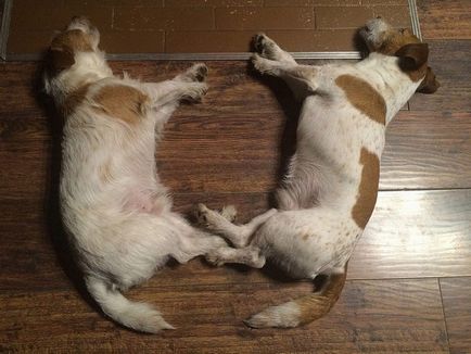 Jack Russell Terrier fotografie, descrierea rasei, natură și prețuri