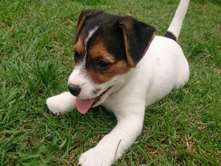 Jack Russell Terrier fotografie, descrierea rasei, natură și prețuri