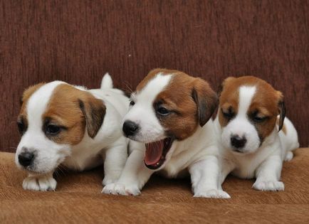Jack Russell Terrier fotografie, descrierea rasei, natură și prețuri