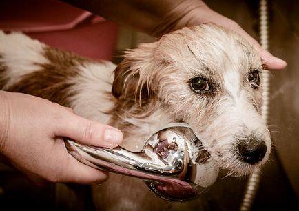 Jack Russell terrier fotó, fajta leírás, karakter és az ár