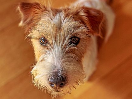 Jack Russell Terrier fotografie, descrierea rasei, natură și prețuri